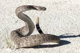 rattler
